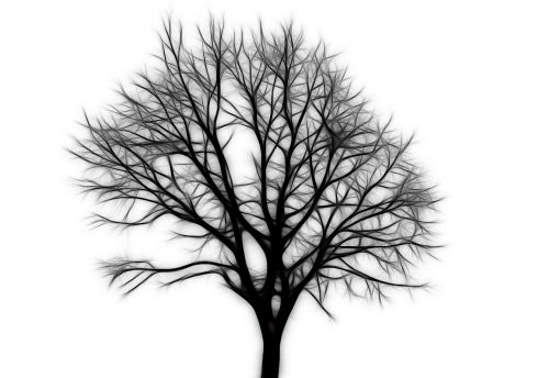 tree tribe branch