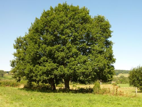 tree landscape nature