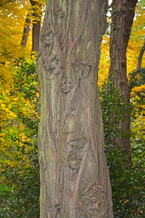 tree log autumn