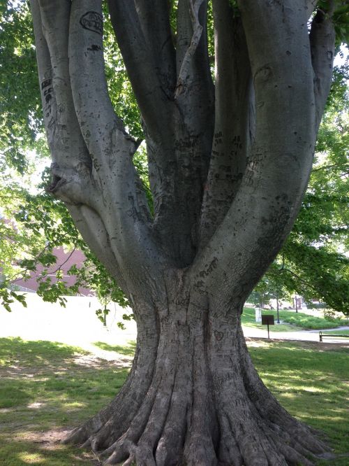 trunk tree large