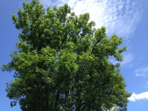 tree sky clouds