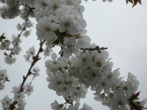 tree blossom bloom