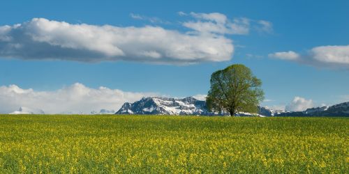 tree field oilseed rape