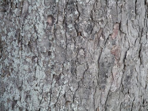 tree bark nature