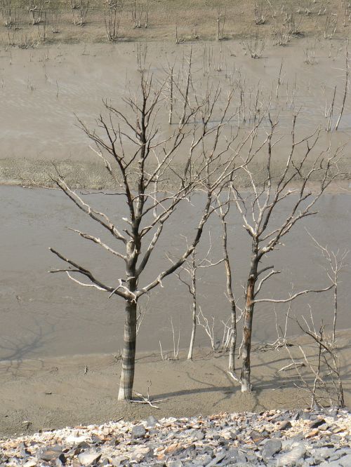dry tree guerlédan landscape