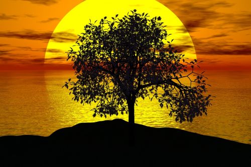 tree sunset sun
