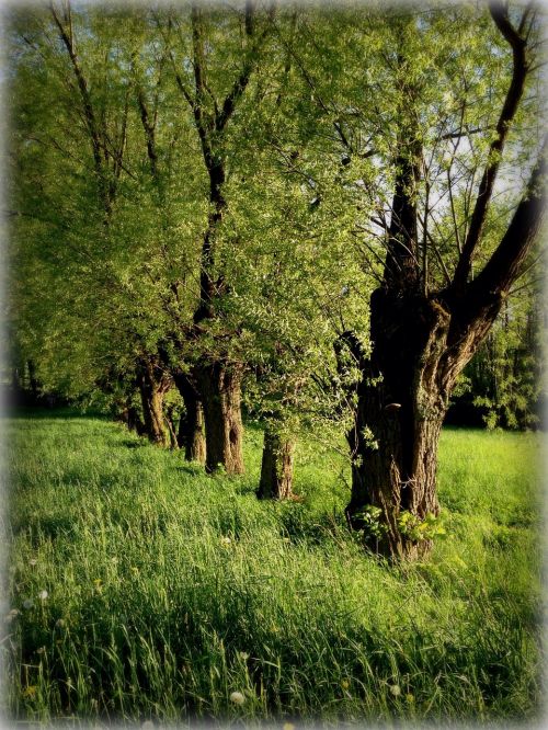 tree willow green