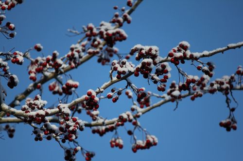 tree twig berries