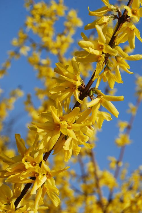 tree yellow flower yellow