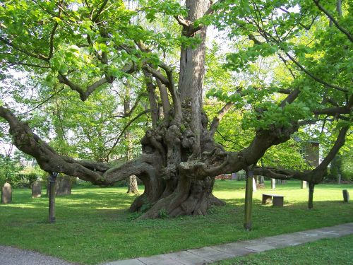 tree nature log