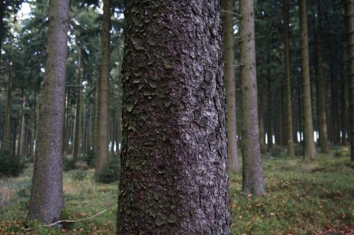 tree bark log