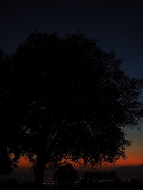 tree sunset at night