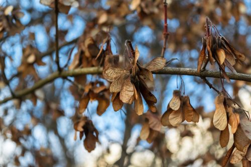 tree seeds autumn