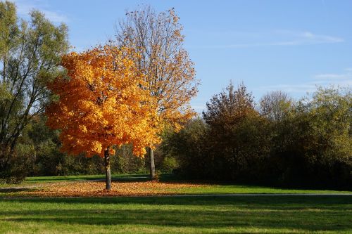 tree autumn leaves