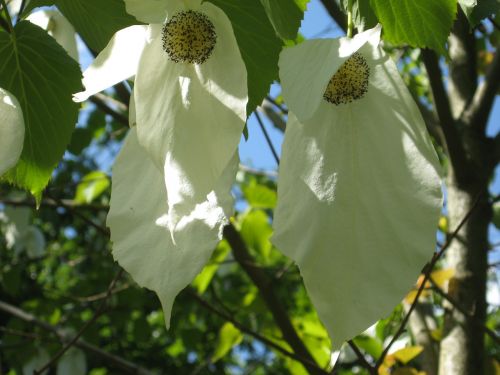 tree handkerchief tree leaf