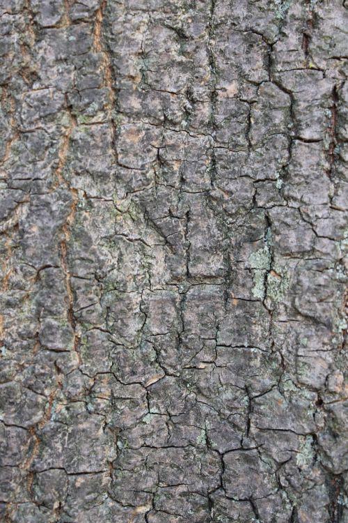 tree bark trunk