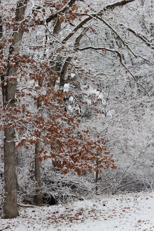 tree leaves snow