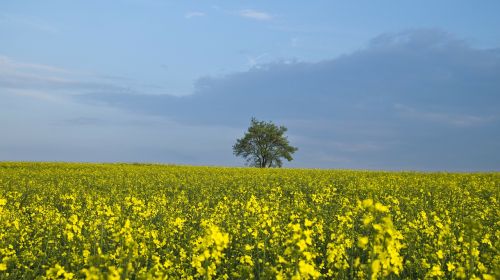 tree oilseed rape yellow