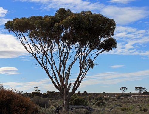 tree outback australia