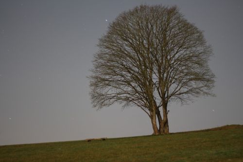 tree night meadow