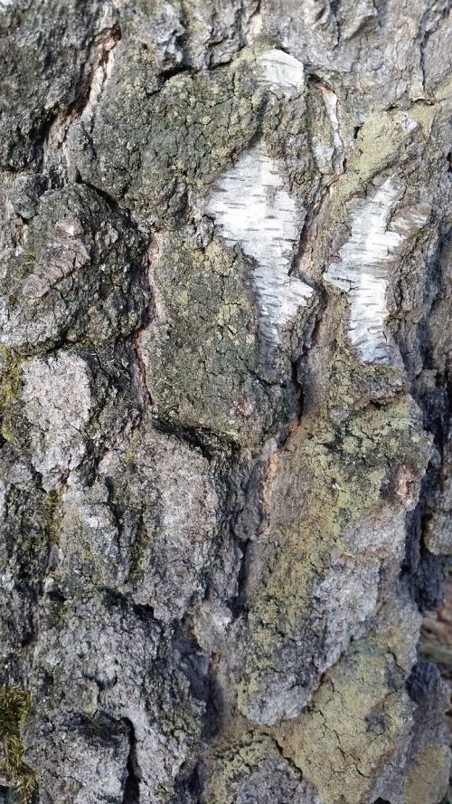 tree background texture