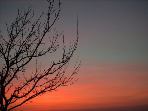 tree red evening