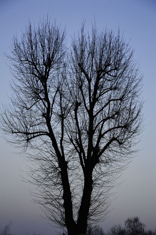 tree sky gradient