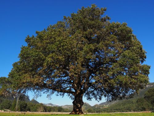 tree camphor tree cinnamomum camphora