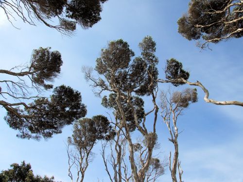 tree sky acacia