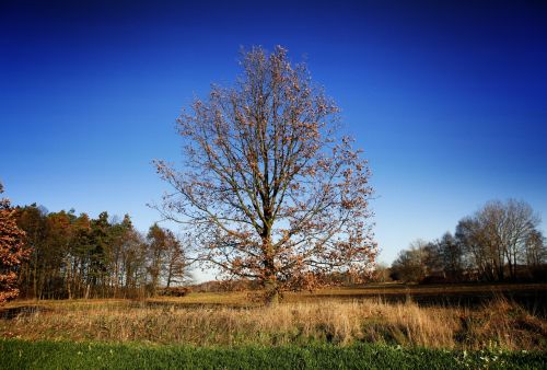 tree leaves autumn