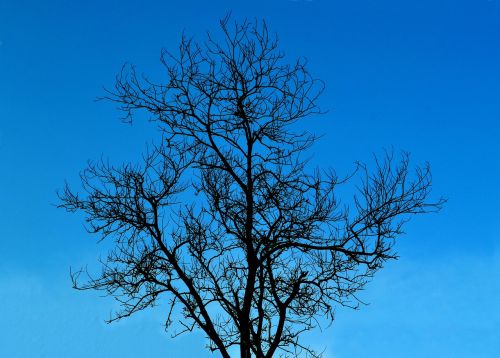 tree without leaves tree without leaves