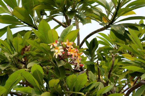 tree blossom bloom