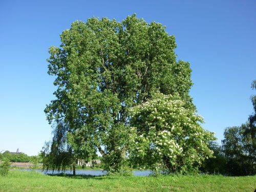 tree summer monheim rhine
