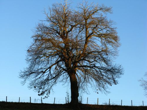 tree chestnut winter