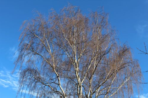 tree sky blue