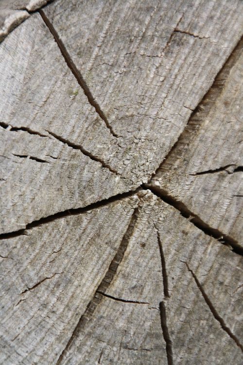 tree wood disc