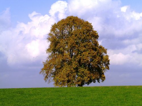 tree nature seasons