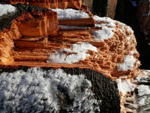 tree bark nature