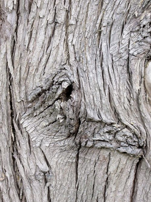 tree bark nature