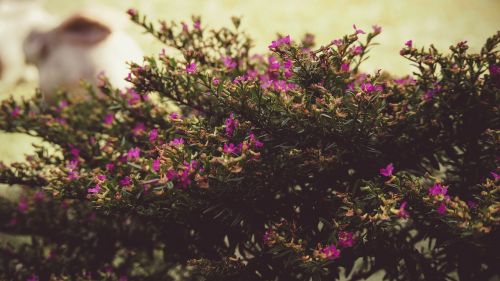 tree bush flowers