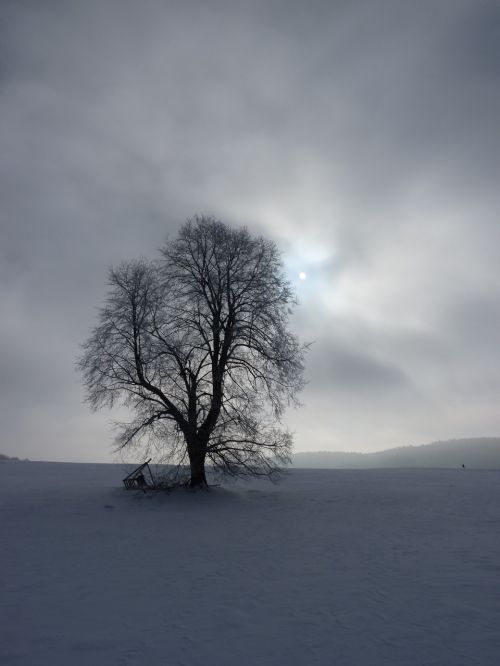 tree sun sky