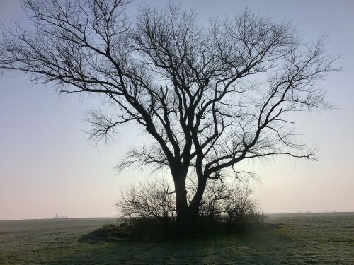 tree lonely winter