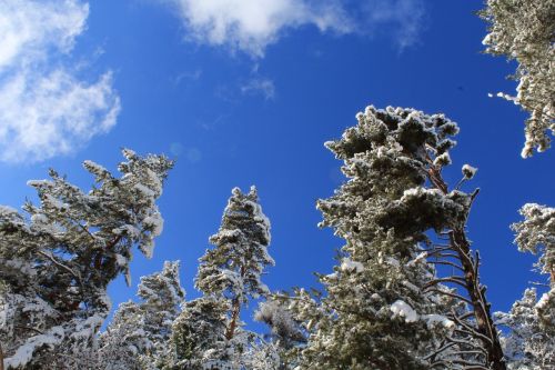 tree blue sky winter