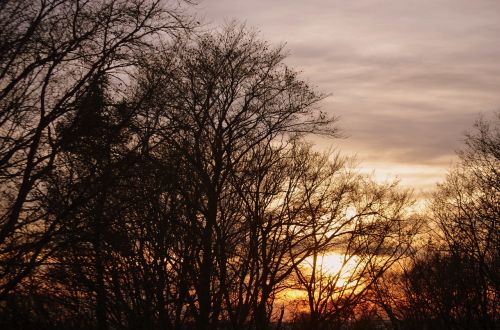 tree abendstimmung sky