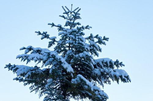 tree conifer winter