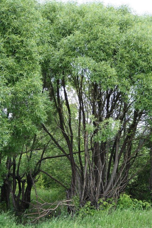 tree summer nature