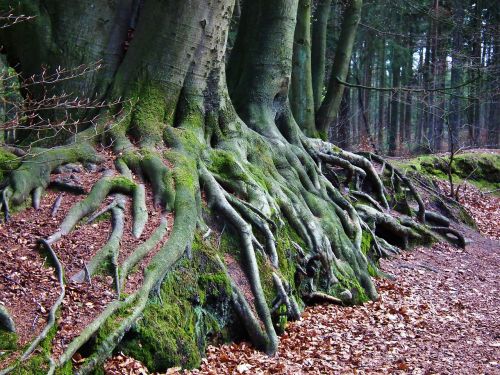 tree root forest