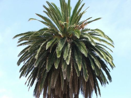 tree palm palm trees