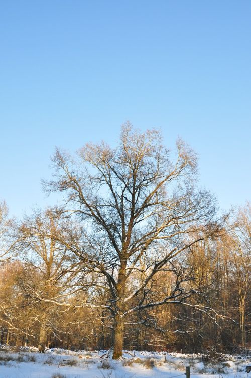 tree nature forest