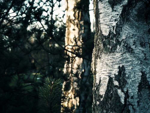tree birch nature